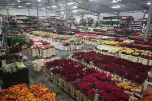 ILUZJA Patryk Przytuła | Hurtownia Kwiatów Projektowanie Ogrodów