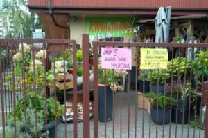 Jagoda-2. Kwiaciarnia. Piechówka J.