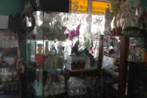 Kaktus. Art. przemysłowe i kwiaty. Kapciak K.