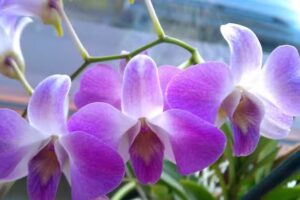 Kwiaciarnia | Agata Płocka