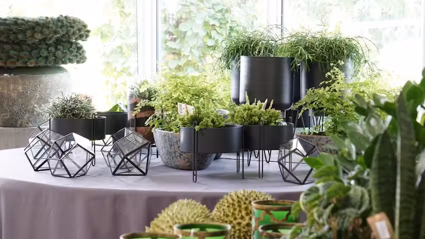 Kwiaciarnia Anna Korzeniewska