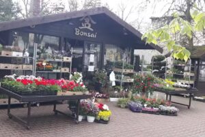 Kwiaciarnia Bonsai