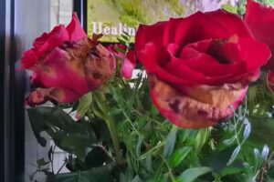 Kwiaciarnia Burzenin