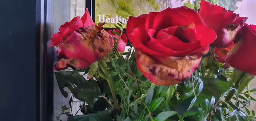 Kwiaciarnia Burzenin