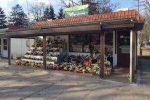 Kwiaciarnia Chryzantema