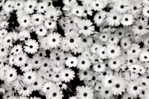 Kwiaciarnia, dekoracje ślubne, wieńce, wiązanki