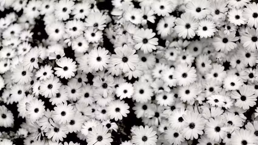 Kwiaciarnia, dekoracje ślubne, wieńce, wiązanki