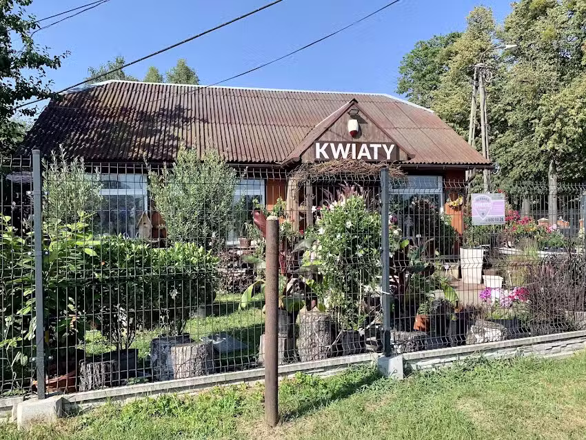 Kwiaciarnia Dzika Orchidea Monika Szubert