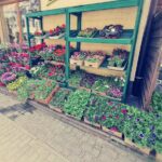 Kwiaciarnia Gardenia