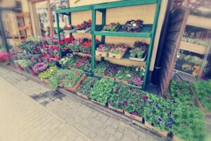 Kwiaciarnia Gardenia