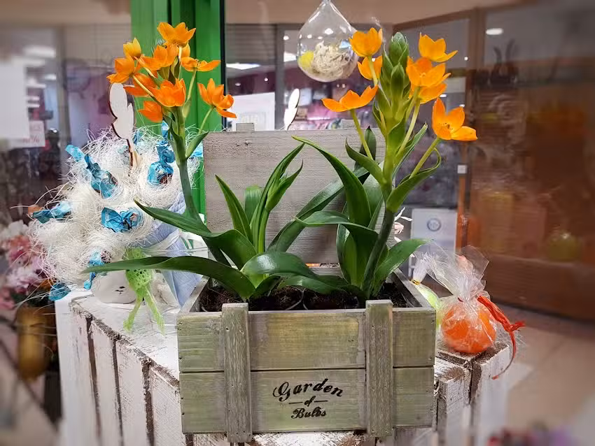 Kwiaciarnia Gwiezdny Pył