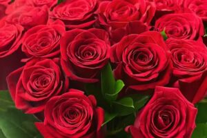 Kwiaciarnia Hedera s.c.