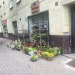 Kwiaciarnia Hortensja