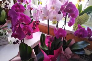 Kwiaciarnia Jarzynka Anna Bober