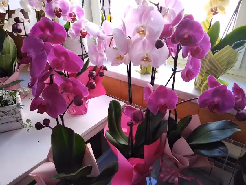 Kwiaciarnia Jarzynka Anna Bober