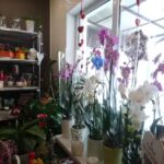 Kwiaciarnia Konwalia