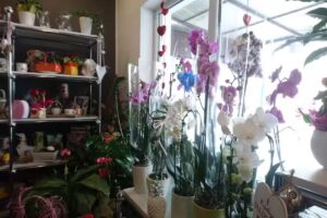 Kwiaciarnia Konwalia