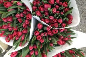 Kwiaciarnia Krokus Dorota Bułajewska