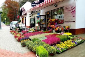 Kwiaciarnia Krynica AZALIA