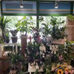 Kwiaciarnia „Many Happy”