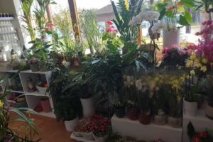 Kwiaciarnia Niebieska