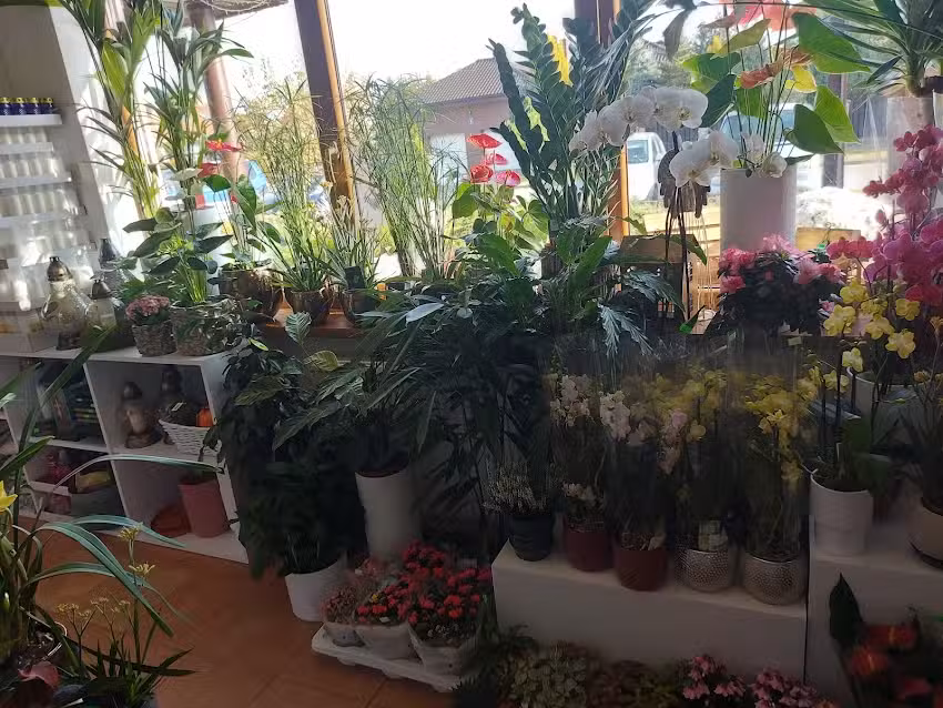 Kwiaciarnia Niebieska