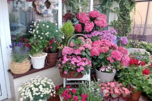 Kwiaciarnia Niezapominajka