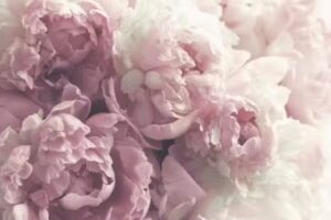 Kwiaciarnia Niwińscy w Lipce