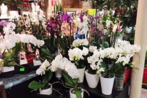 Kwiaciarnia Ogród i Dom. Kwiaciarnia Koluszki. poczta Kwiatowa Koluszki.