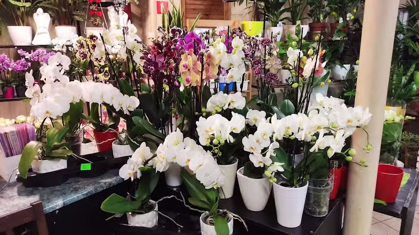 Kwiaciarnia Ogród i Dom. Kwiaciarnia Koluszki. poczta Kwiatowa Koluszki.