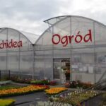 Kwiaciarnia Orchidea