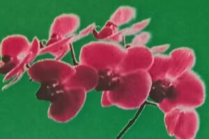 Kwiaciarnia Orchidea Chynów