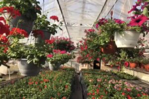 Kwiaciarnia Paula. Ogrodnictwo Paulina Starczewska