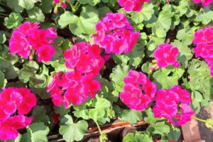 Kwiaciarnia Pracownia u Agi