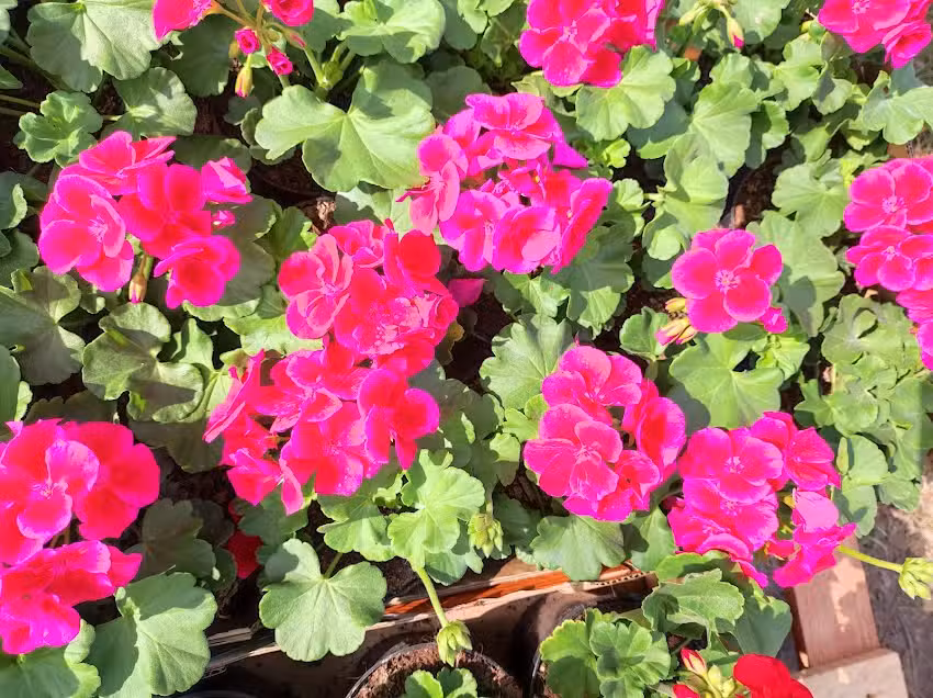 Kwiaciarnia Pracownia u Agi