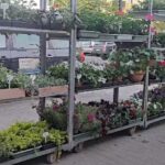 KWIACIARNIA SŁONECZNA