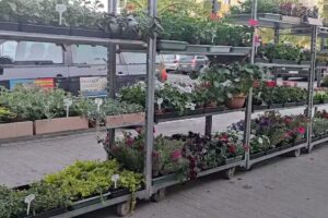 KWIACIARNIA SŁONECZNA