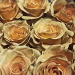 Kwiaciarnia Słonecznik