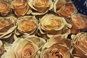 Kwiaciarnia Słonecznik