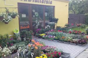 Kwiaciarnia Soraja Bytów