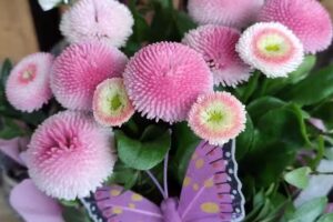 Kwiaciarnia Stokrotka Bożena Walasek