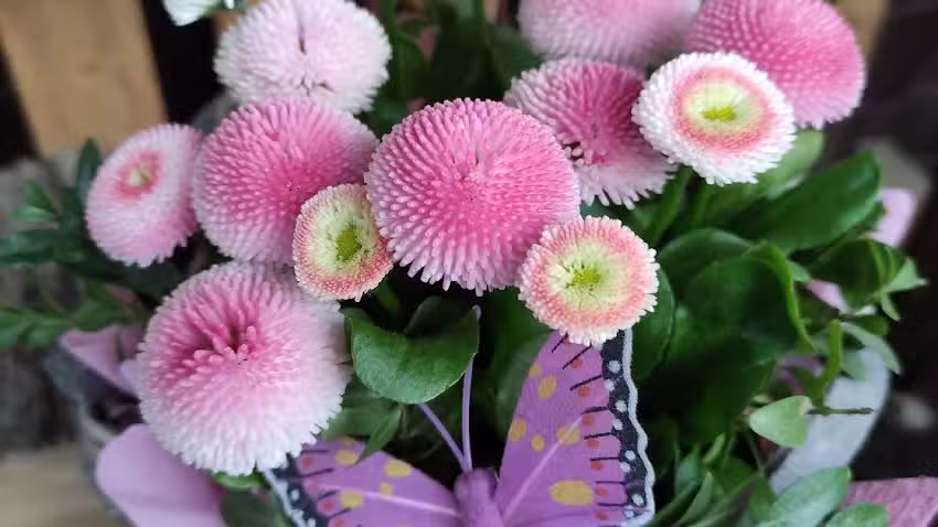 Kwiaciarnia Stokrotka Bożena Walasek