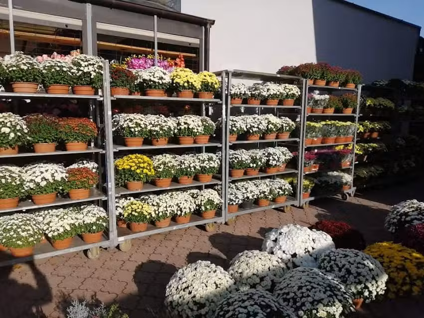 Kwiaciarnia Storczyk