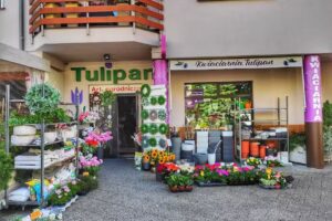 Kwiaciarnia TULIPAN Małgorzata Wierzbicka