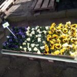 Kwiaciarnia u Marysi