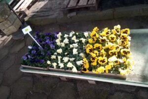 Kwiaciarnia u Marysi