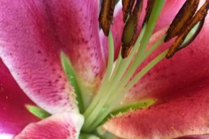 Kwiaciarnie ANN Anna Wojewòdka