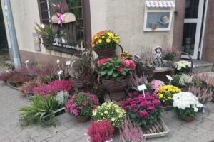 Kwiatowy Kącik. Salnik E.