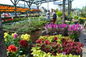 Kwiaty balkonowe rabatowe