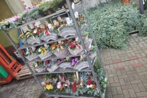 Kwiaty i krzewy ozdobne Amis Projektowanie i pielęgnacja ogrodów